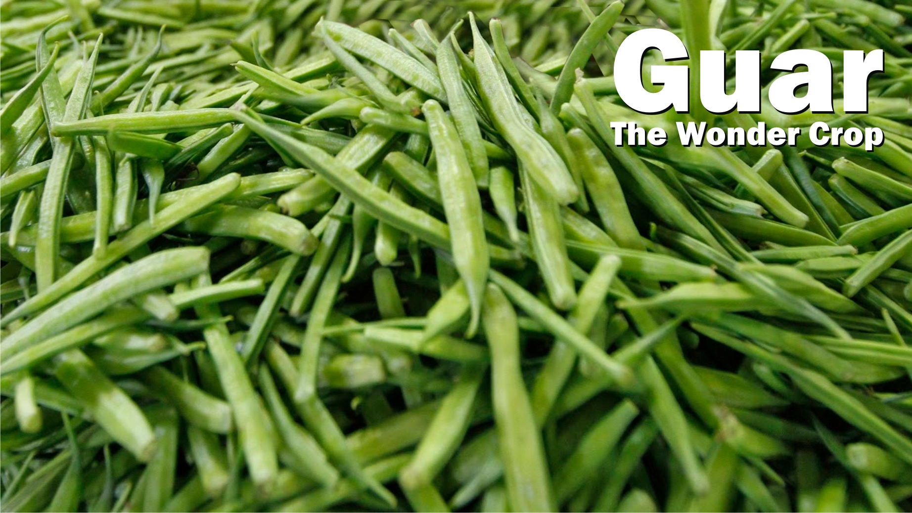 guar-gum-market-is-expected-to-undergo-a-substantial-cagr-through-2025