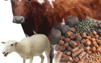 Animal Feed Dietary Fiber Market