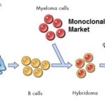 India Monoclonal Antibodies Market