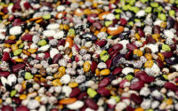 India Seed Treatment Market