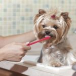 Pet Oral Care Products Market