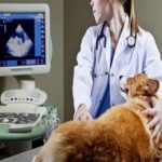 Veterinary Immunodiagnostics Market - TechSci Research