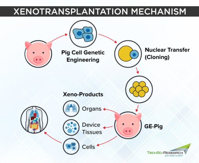 Xenotransplantation Mechanism