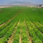Agriculture Lies in Desert in Middle East